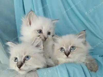 出售5只西伯利亚小猫