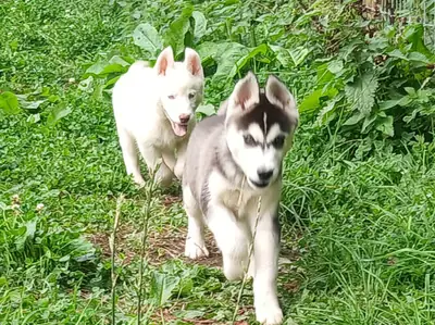 Sibirya husky yavruları satılık