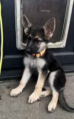 Chiots Berger Allemand Mignons