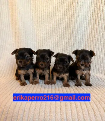 Yorkshire Terrier Yavruları Hediye (erkekler ve dişiler)