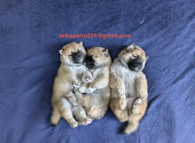Regalo Cachorros Shiba Inu disponibles (machos y hembras)