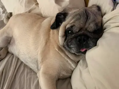 pug, bakımı düşündüğümden zor çıktı