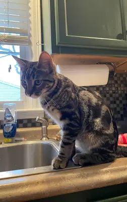 kedi iyi ama biz bakamıyoruz artık