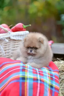 博美犬幼崽可供出售