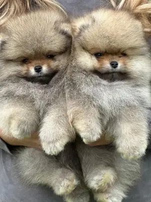 Asombrosos cachorros Pomerania listos para ir