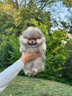Cute Pomeranian puppies Ready for their new forever homes 