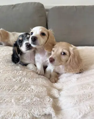 可爱的腊肠犬小狗寻找永远的家庭 — 711 216 370