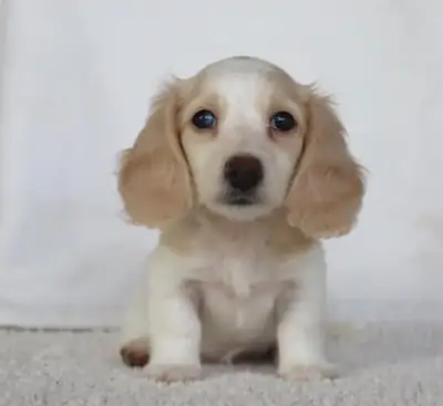 美丽的腊肠犬小狗等待一个充满爱的家庭 — 711 216 370