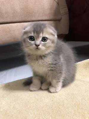 sakin kedi ama ortam değişti