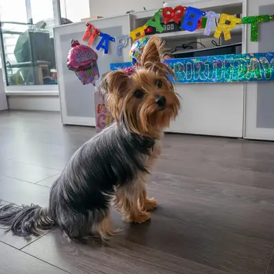 küçük köpek ama bakımı var