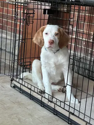 köpeğimizi çok boşladık bu durum devam etmesin diye veriyorum