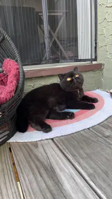 çok sakin bir kedi, daha iyi bir ev arıyoruz