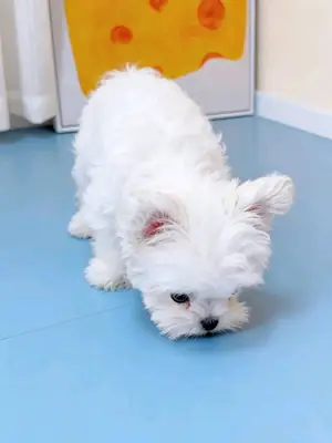 AKC kayıtlı Maltese yavruları