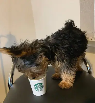 AKC kayıtlı Yorkie yavrusu evlat edinmek için hazır