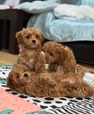 有3只马尔济斯贵宾犬幼犬可供出售。