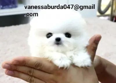 可爱的博美犬幼犬（请通过照片上的电子邮件与我联系）