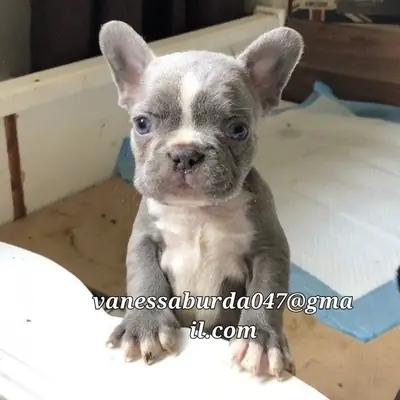 Friendly French Bulldog puppies ( please contact me via email on photos)
