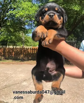 超棒的罗威纳犬幼犬  ( 请通过电子邮件与我联系以获取照片