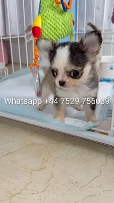 Sweet Little Chihuahua Pups ❤️ inquiries on Whatsapp 