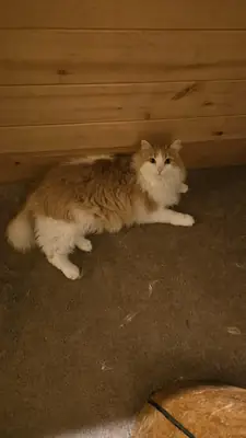 better suited to a quieter household