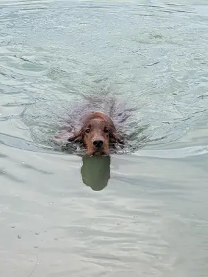 not compatible with my current routine