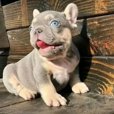 可爱的法国斗牛犬宝宝 🐾 在Whatsapp上留言