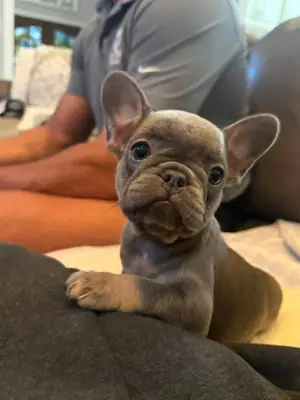 美丽的法国斗牛犬小狗寻找充满爱的家，WhatsApp在下面