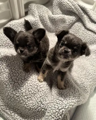 Chihuahua yavruları sahiplenmek için