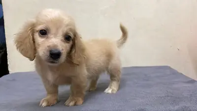 🐾 CHIOT DACHSHUND DISPONIBLE À L'ADOPTION 🐾