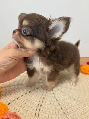 🐾 Chiot Chihuahua Disponible à l'Adoption 🏡❤️