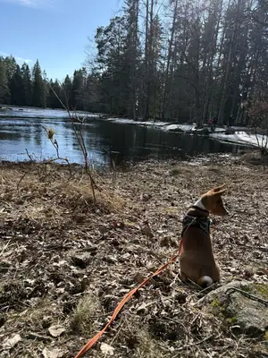 independent dog, not ideal for a typical routine