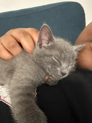 calm cat, prefers a more stable environment