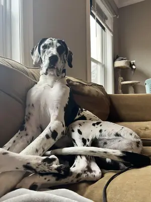 large dog, needs proper space