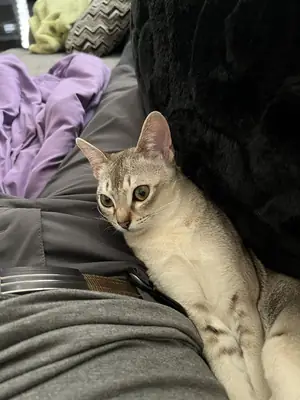 small cat, highly people-oriented