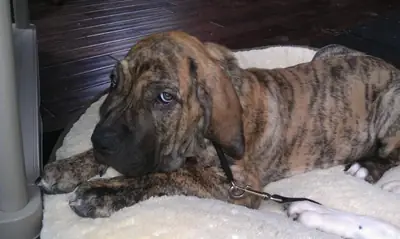 not suitable for inexperienced owners