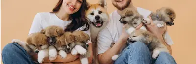 Sevgi dolu aileler için Akita Inu yavruları