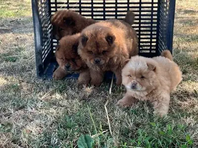 Purebred Chow Chow puppies for sale