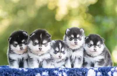 Safkan Sibirya Husky Yavruları, zaten sütten kesilmiş
