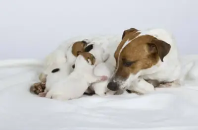 Cachorros de Jack Russell de raza pura