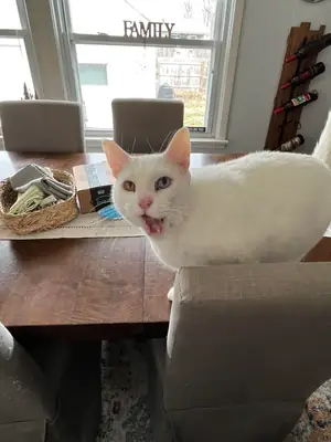 chat van, habitué maison