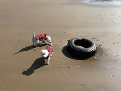 westie, petit chien mais demande attention
