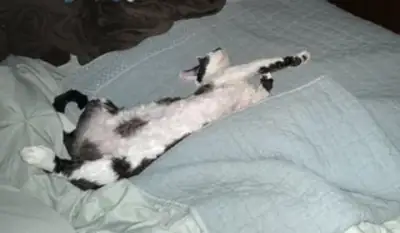 chat rex, calme mais sensible