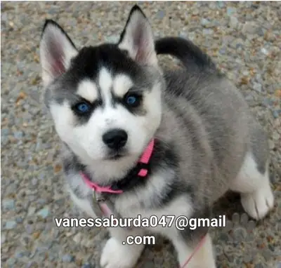 Sibirya Husky Yavruları CKC. (lütfen fotoğraflar için benimle e-posta ile iletişime geçin)