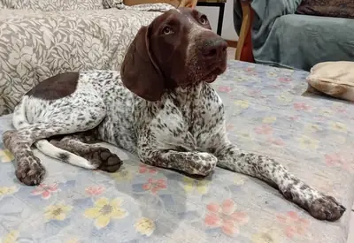 pointer, chien très actif