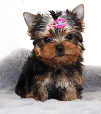 可爱的约克夏犬幼犬准备好进入充满爱的家庭