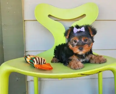 Encantadores cachorros Yorkshire Terrier listos para unirse a tu familia