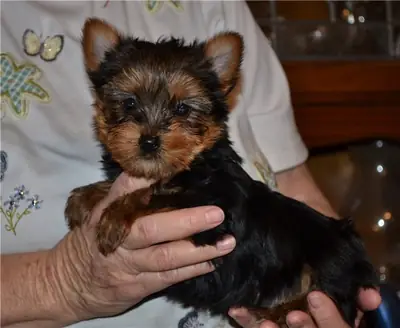 Preciosos cachorros de Yorkshire Terrier, machos y hembras