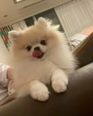 寻找永远的家园的博美犬幼崽