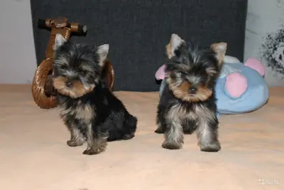 Hermosos cachorros Yorkshire Terrier disponibles para adopción