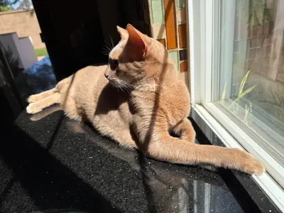 gato activo, no es para estar solo